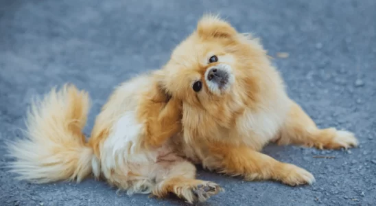 Saúde Dermatológica dos Pets Como o Clima Influencia