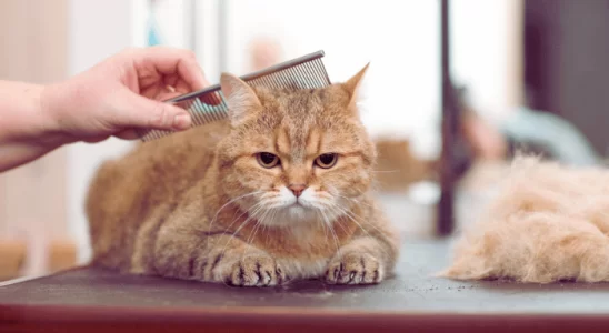 Tosa de Gatos é Indicado Descubra Agora