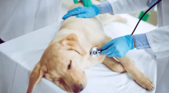 Dirofilariose Canina: Saiba Como Prevenir a Doença