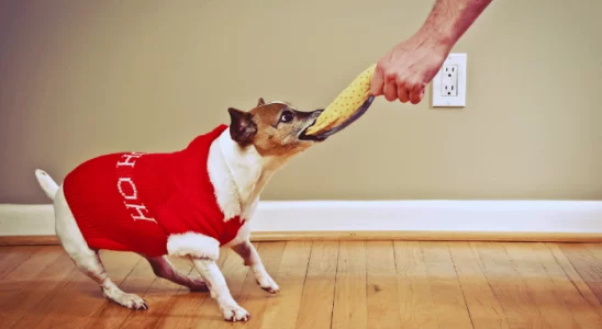 Exercitar Seu Cão em Casa: 5 Maneiras Divertidas