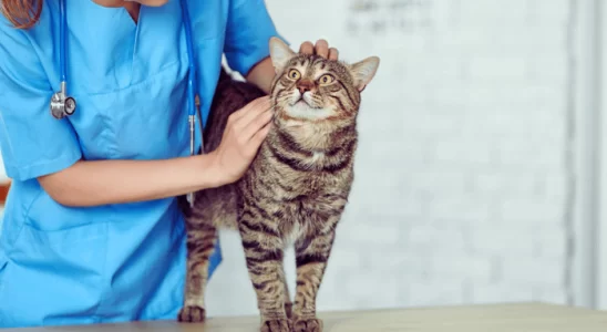 Gato Mancando: Confira as Possíveis Causas