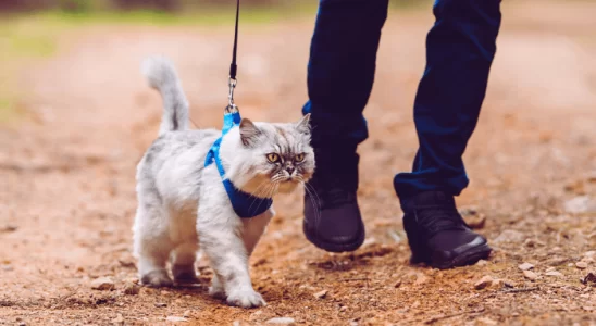 Passeios com Seu Gato com Segurança: Saiba Mais