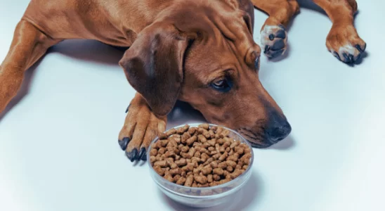 Refluxo Ácido em Cães: Saiba Mais