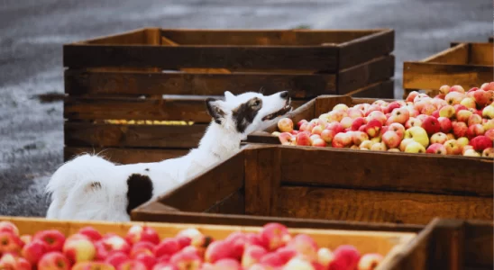 Frutas para Cachorro: Quais Ele Pode Comer?