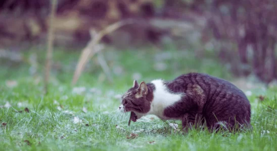 Gato Vomitando: É Normal?