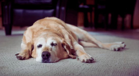 Pancreatite em Cachorro – Sinais da Doença