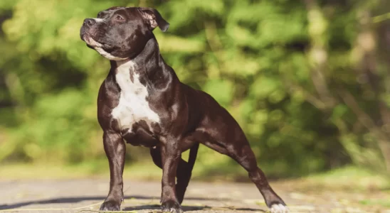 Raças de Cães Proibidas em Alguns Países