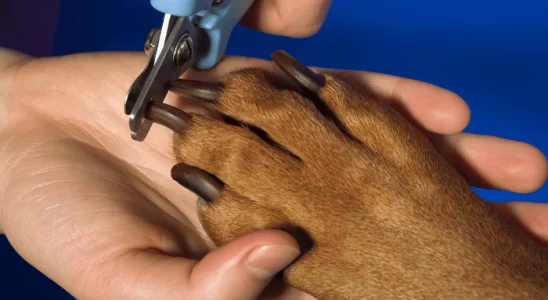 Unhas do Cachorro – Cinco Coisas para Ficar Atento