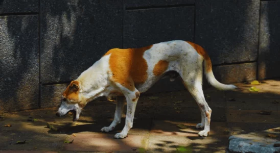 Cachorro Vomitando Ração: O que Isso Pode Indicar