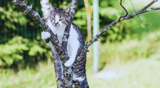 Comportamentos do Gato: Aprenda os Significados