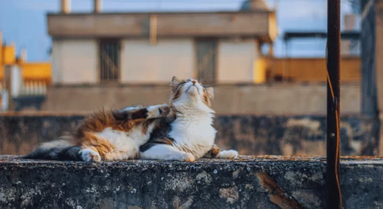 Dermatofitose em Gatos: Saiba Mais