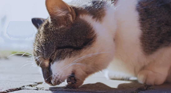 Gato Vomitando Ração Problemas que o Vômito Pode Indicar