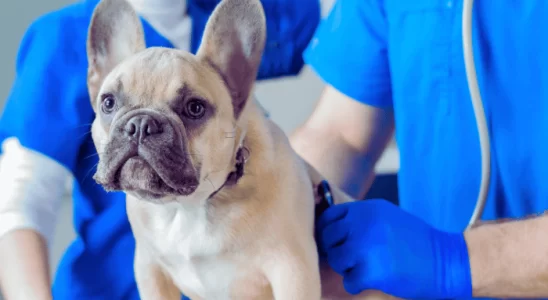 Mastocitoma em Cães: Descubra Mais