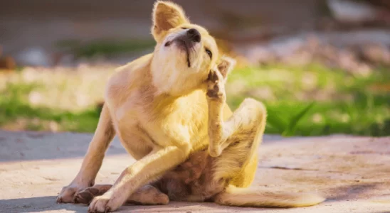 Sarna Otodécica Saiba Mais Sobre Essa Doença em Cães