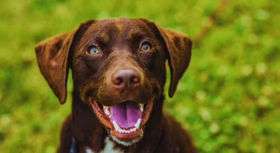 Uveíte em Cães: Saiba Mais Sobre Essa Doença Ocular