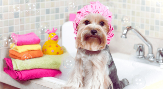 Banho em Cachorro em Casa: Passo a Passo Seguro