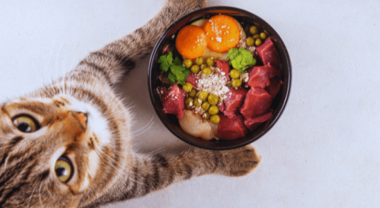 Alimentação Natural para Gatos: Vale a Pena?