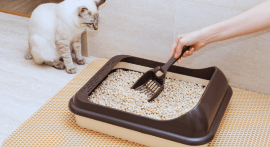 Areia para Gatos: Como Escolher a Melhor para seu Pet