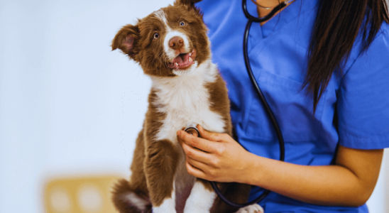 Alimentos Proibidos para Cães e Gatos: Evite Esses Erros