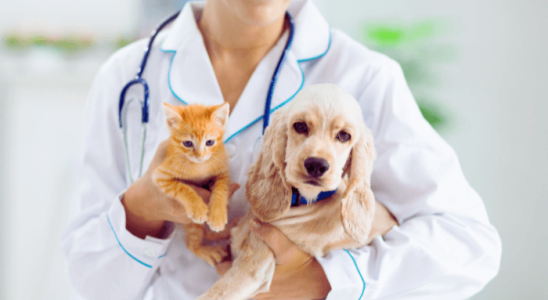 Principais Sinais de Doença nos Pets: Saiba Identificar