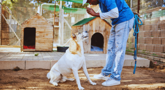 Como Ensinar Comandos Básicos para seu Cão