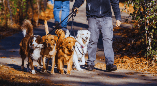 Como Socializar seu Pet com Outros Animais e Pessoas