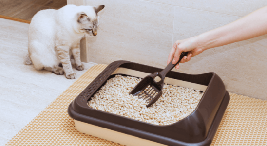 Gato Fazendo Xixi Fora da Caixa? Descubra os Motivos