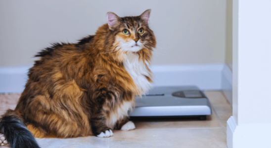 Obesidade em Cães e Gatos: Prevenção e Tratamento