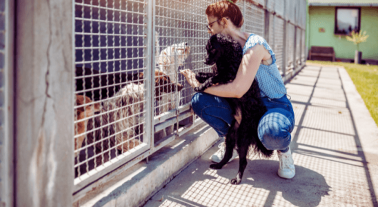 Como Ajudar ONGs e Protetores de Animais da Sua Região