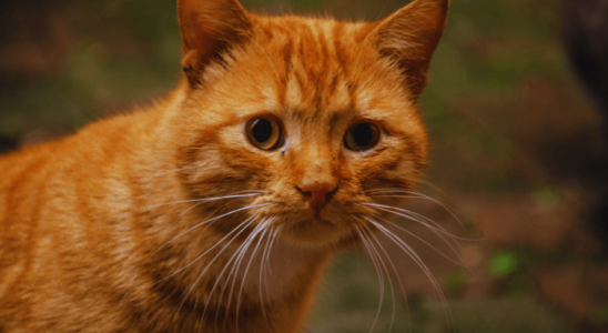 Sete Curiosidades Sobre Gatos Que Você Talvez Não Saiba