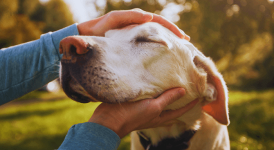 Dicas para Conviver com um Cão Idoso