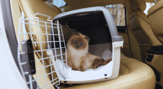 Viagem com Pets: Dicas para um Passeio Seguro e Tranquilo