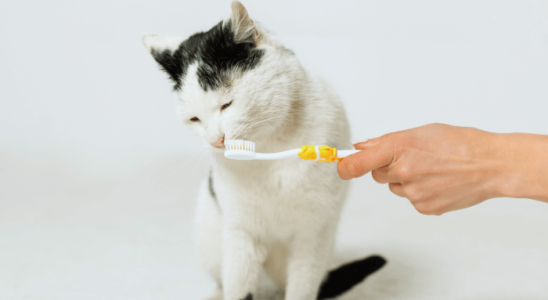 A Saúde Dental dos Gatos: Cuidados Essenciais