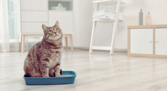 Adaptação para Gatos: Dicas para a Transição para uma Nova Casa