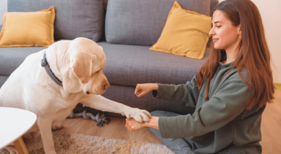 Truques Divertidos - Como Ensinar ao Seu Cão?