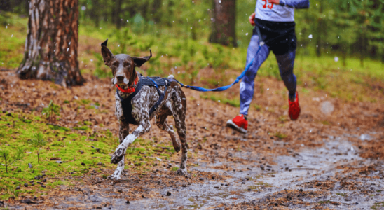 Cães e Corridas: Como Iniciar Treinos de Resistência